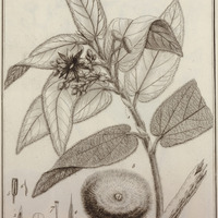 Apeïba Tibourbou