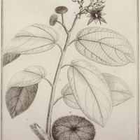 Apeïba Aspera