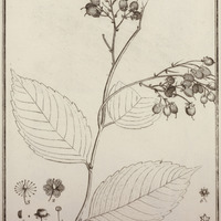 Banara guyannensis