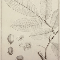 Tounatea Guyannensis