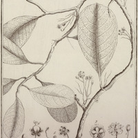 Soramia Guyannensis