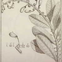 Norantea Guyannensis