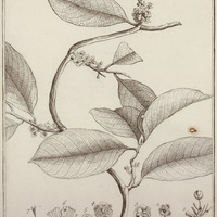 Catinea Scandens