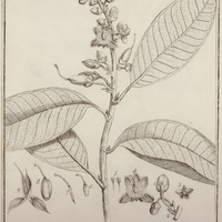 Mahurea Palustris