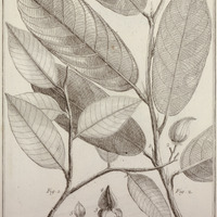 Caraipa Parvifolia, Longifolia