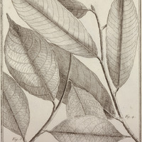 Caraipa Latifolia, Augusti Folia