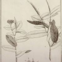 Houmiri Balsamifera