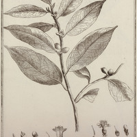 Siponima Guyannesis