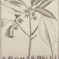 Taonabo Dentata