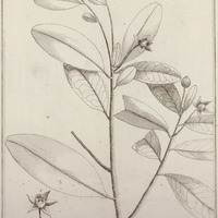Taonabo punctata