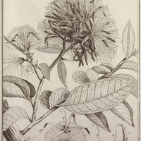 Vantanea Guyannensis