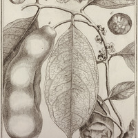Singana Guyannensis