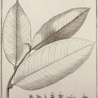 Paralea guyannensis