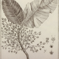 Curatella Americana