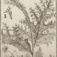 Mourera Fluviatili