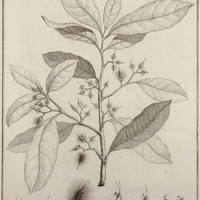Ablania Guyannensis