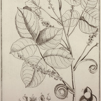 Enourea Capreolata