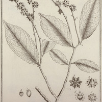 Racoubea Guyannensis