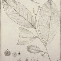 Napimoga Guyannensis