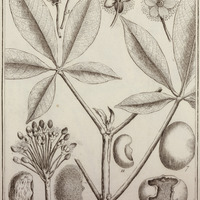 Pekea Butirosa