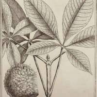 Pekea Tuberculosa