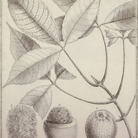 Saouari Glabra