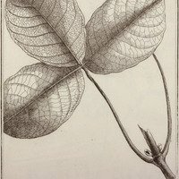 Saouari Villosa