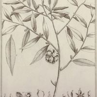 Xylopia Frutescens