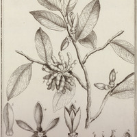 Waria Zeylanica