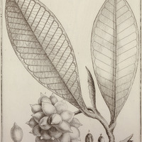 Aberemoa Guyannensis
