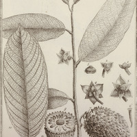 Annona paludosa
