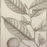 Annona Punctata