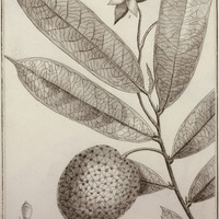 Annona Longifolia