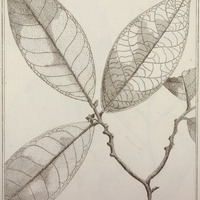 Annona Ambotay