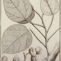 Abuta Rufescens
