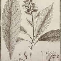Taligalea Campestris