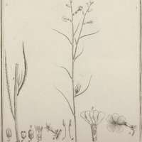 Piripea Palustris