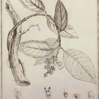 Beslaria violacea