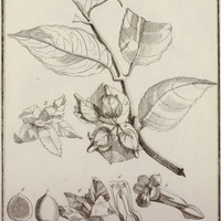 Besleria Coccinea