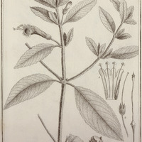 Beslaria Incarnata