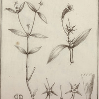 Montira Guyannensis