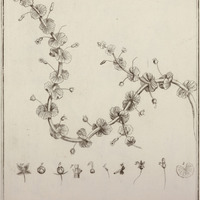 Conobea Aquatica