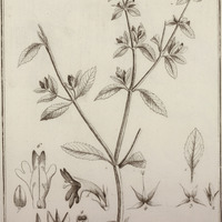 Matourea Guyannensis