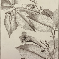 Bignonia Cherere