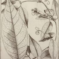 Bignonia Incarnata