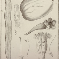 Bignonia