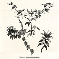 Flore du bassin de l'Amazone