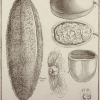 Bignonia