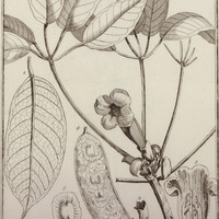Bignonia Fluviatilis