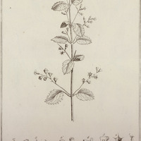 Tamonea Spicata